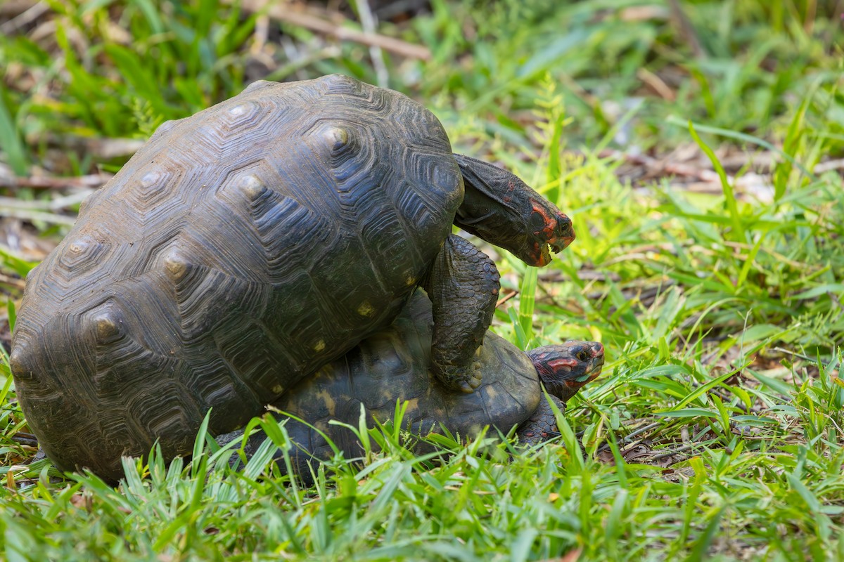 Red-footed Tortoise - ML652771495