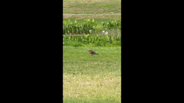 Red-shouldered Hawk - ML652771911