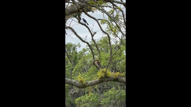 Red-shouldered Hawk - ML652771912
