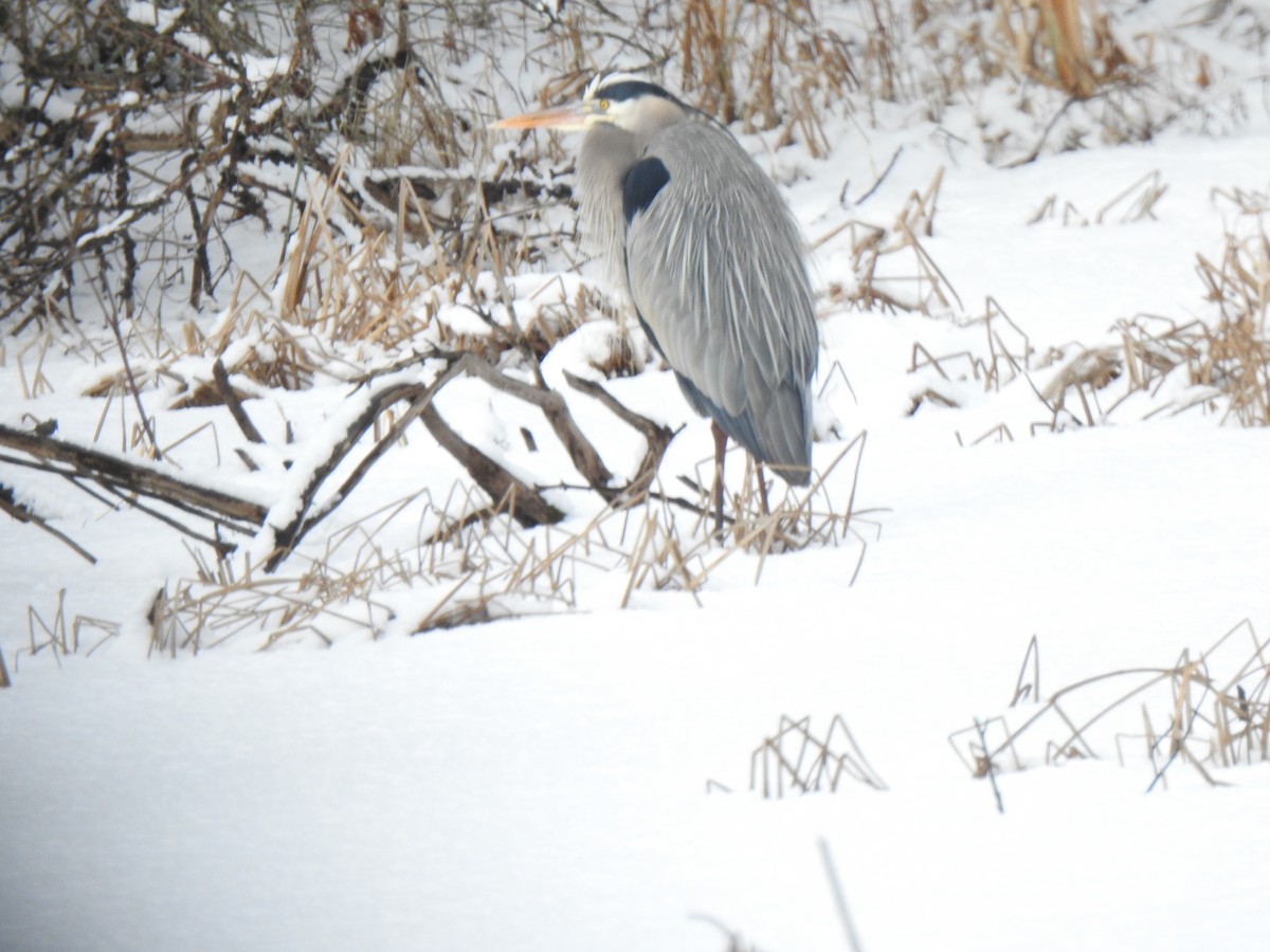 Kanadareiher - ML652772664