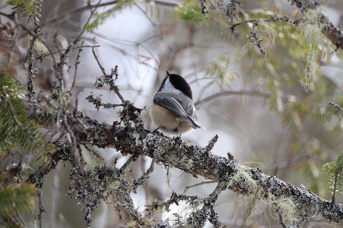Carbonero Cabecinegro - ML652772687