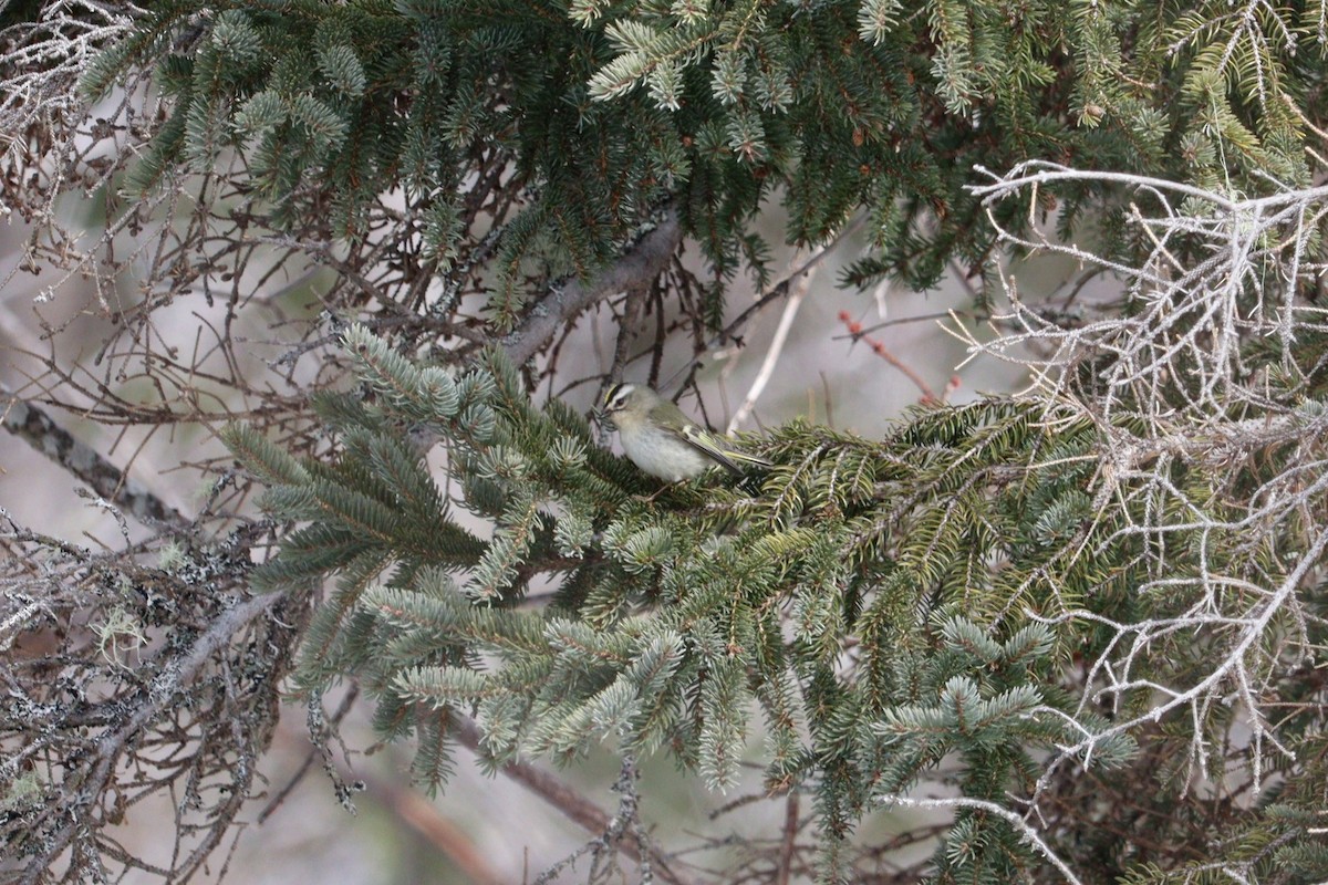 Reyezuelo Sátrapa - ML652772718