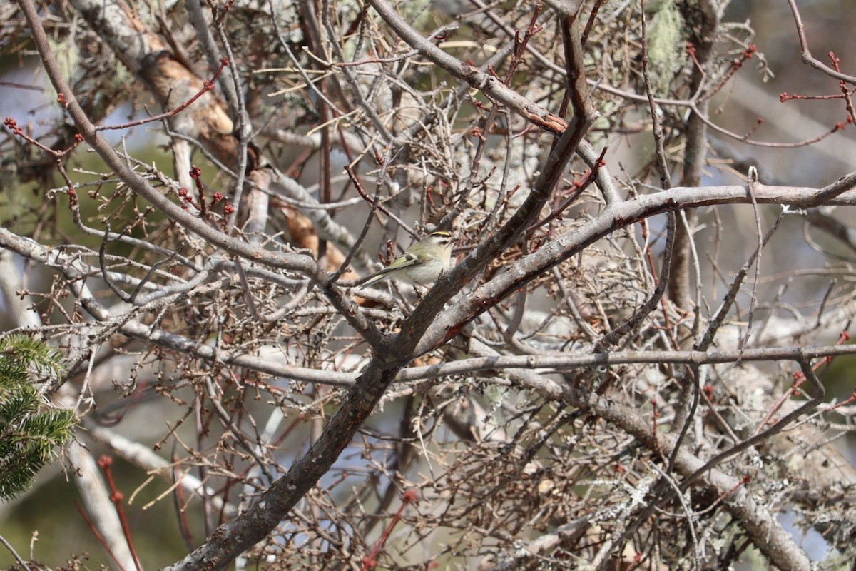 Reyezuelo Sátrapa - ML652772719