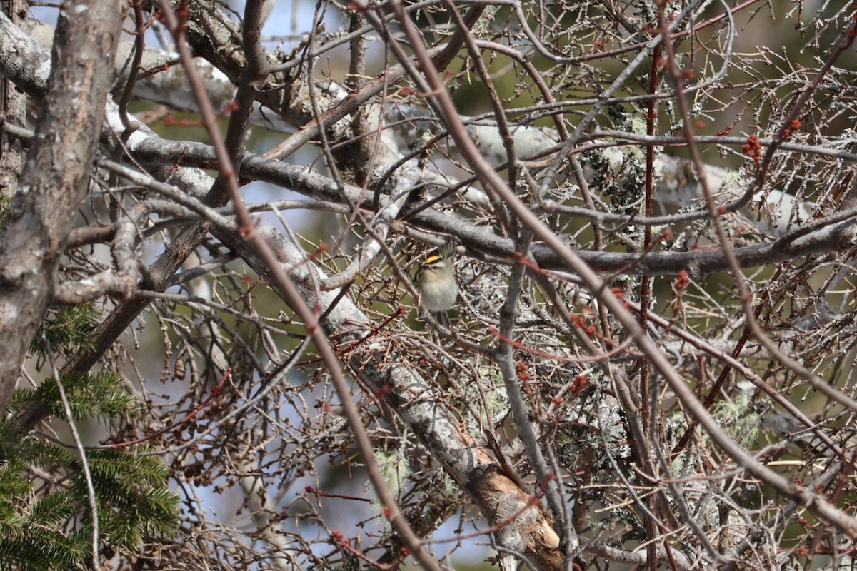 Reyezuelo Sátrapa - ML652772720