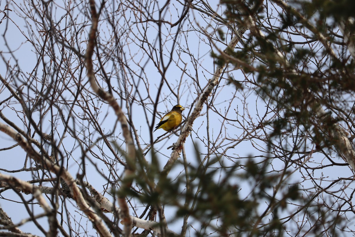 Picogordo Vespertino - ML652772736