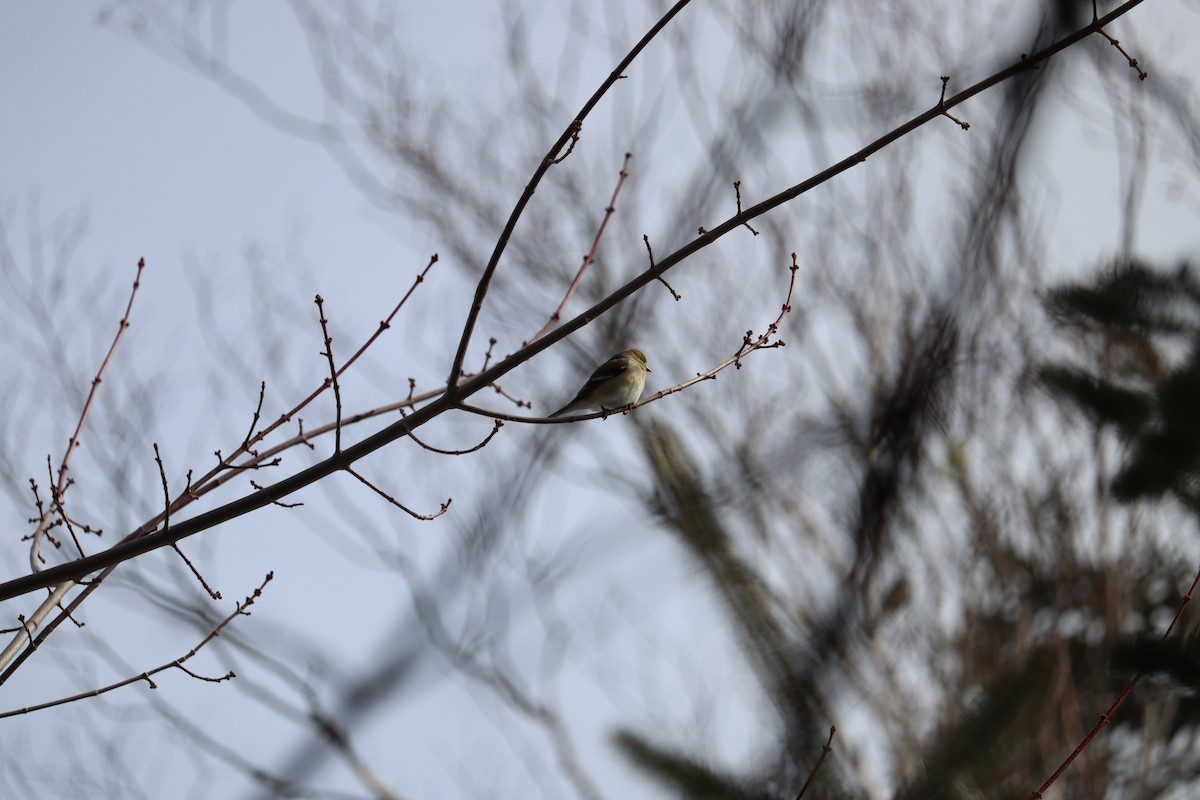 Jilguero Yanqui - ML652772768