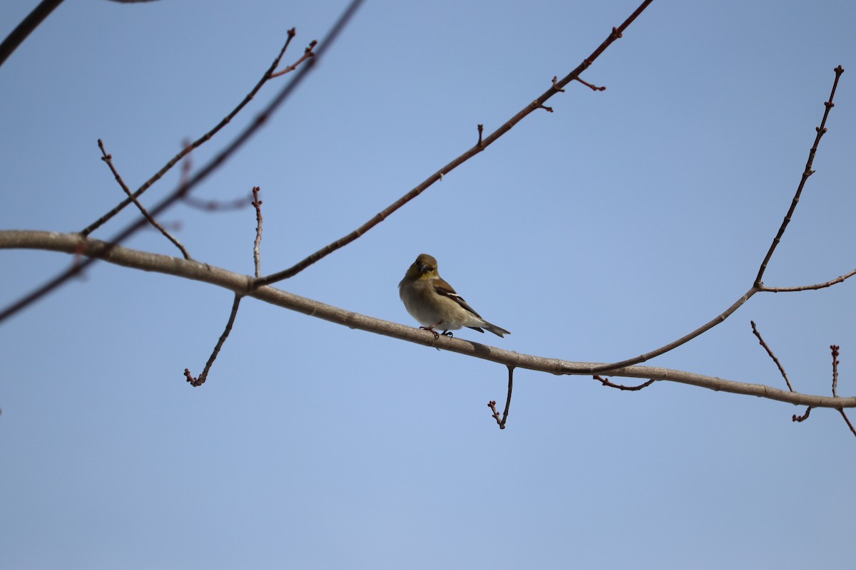 Jilguero Yanqui - ML652772769