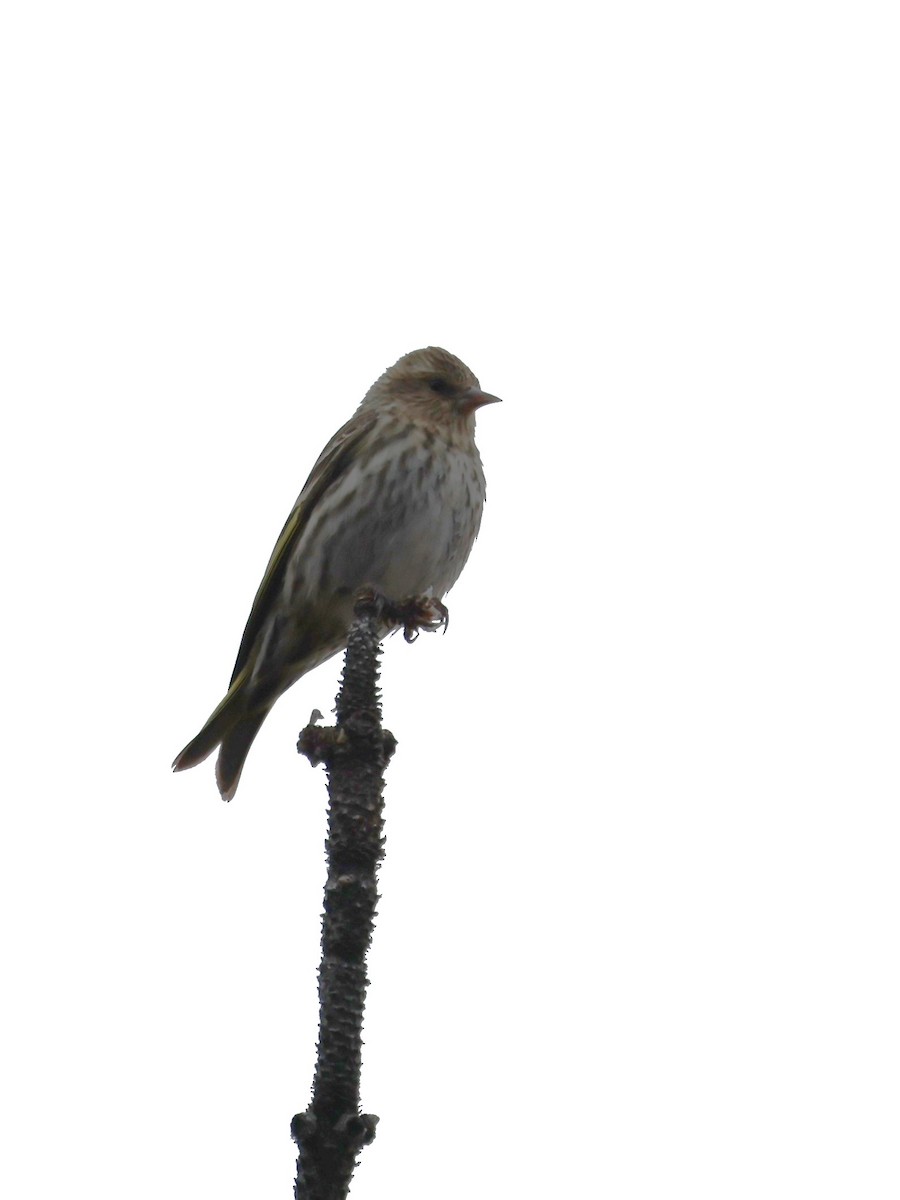 Pine Siskin - ML652773139