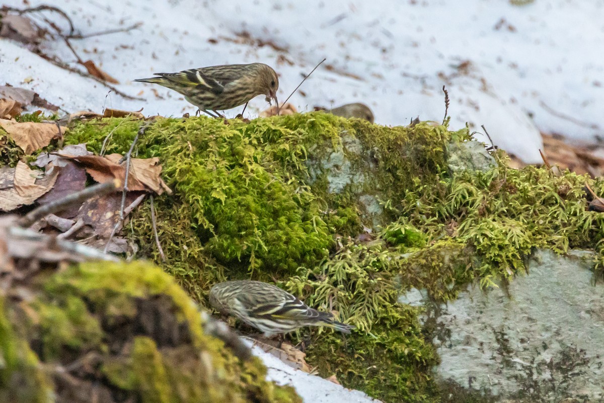 Pine Siskin - ML652773169