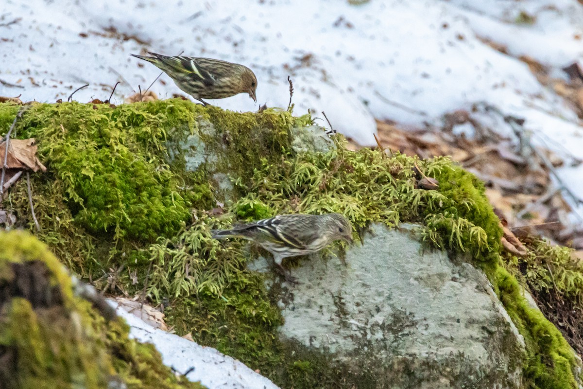Pine Siskin - ML652773236