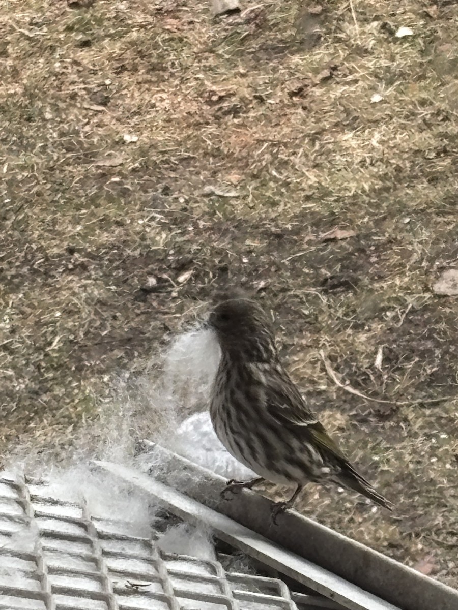 Pine Siskin - ML652774228