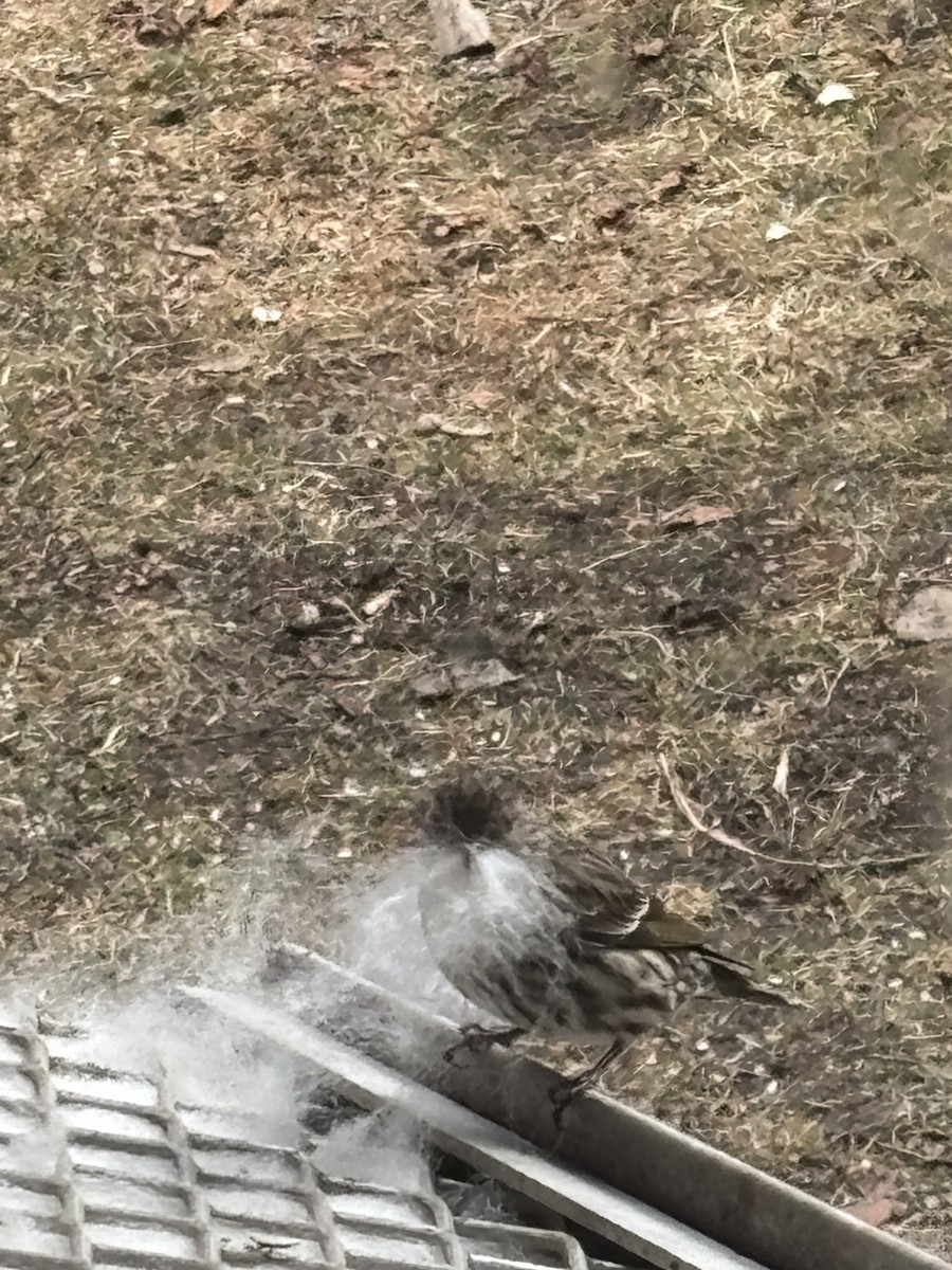 Pine Siskin - ML652774272