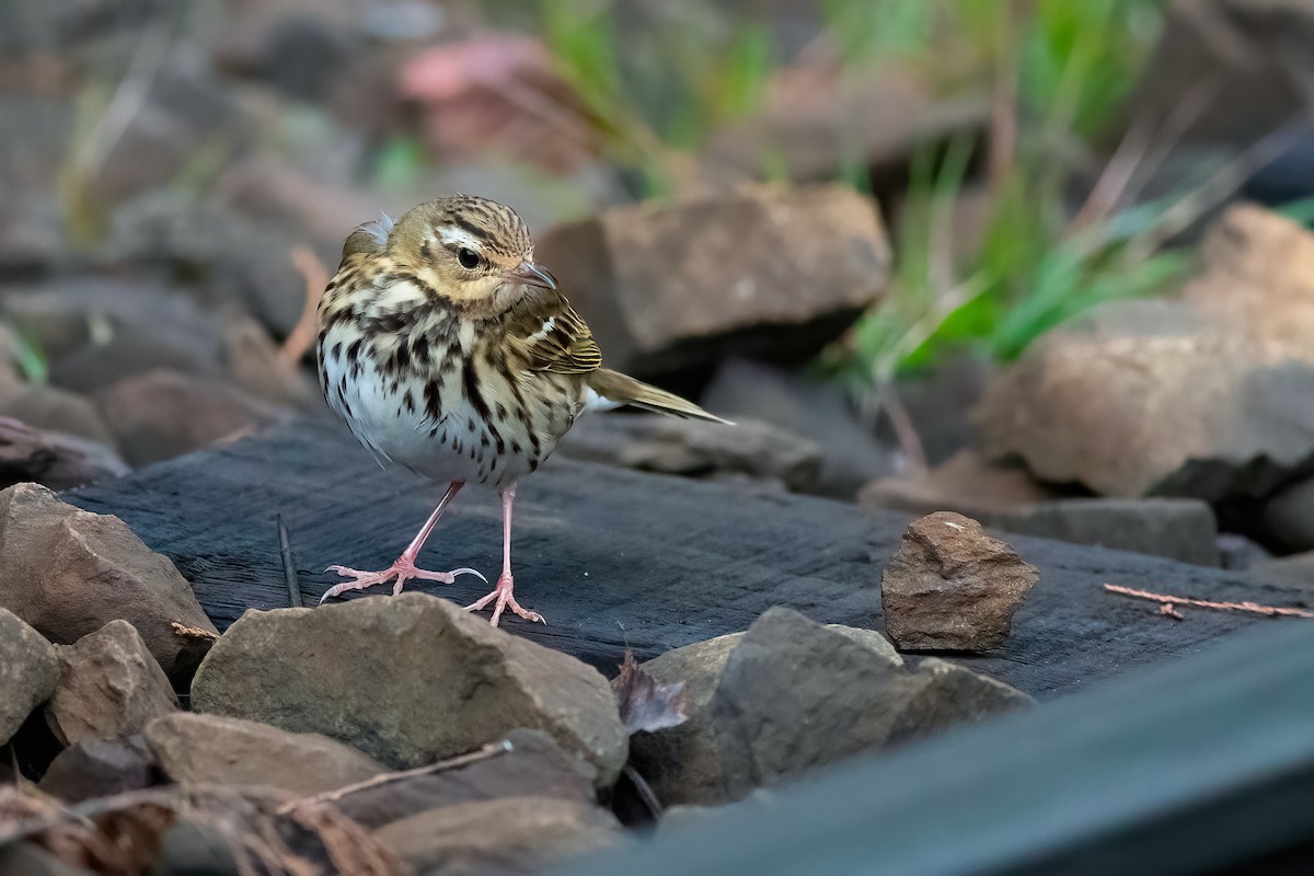 Olive-backed Pipit - ML652774364