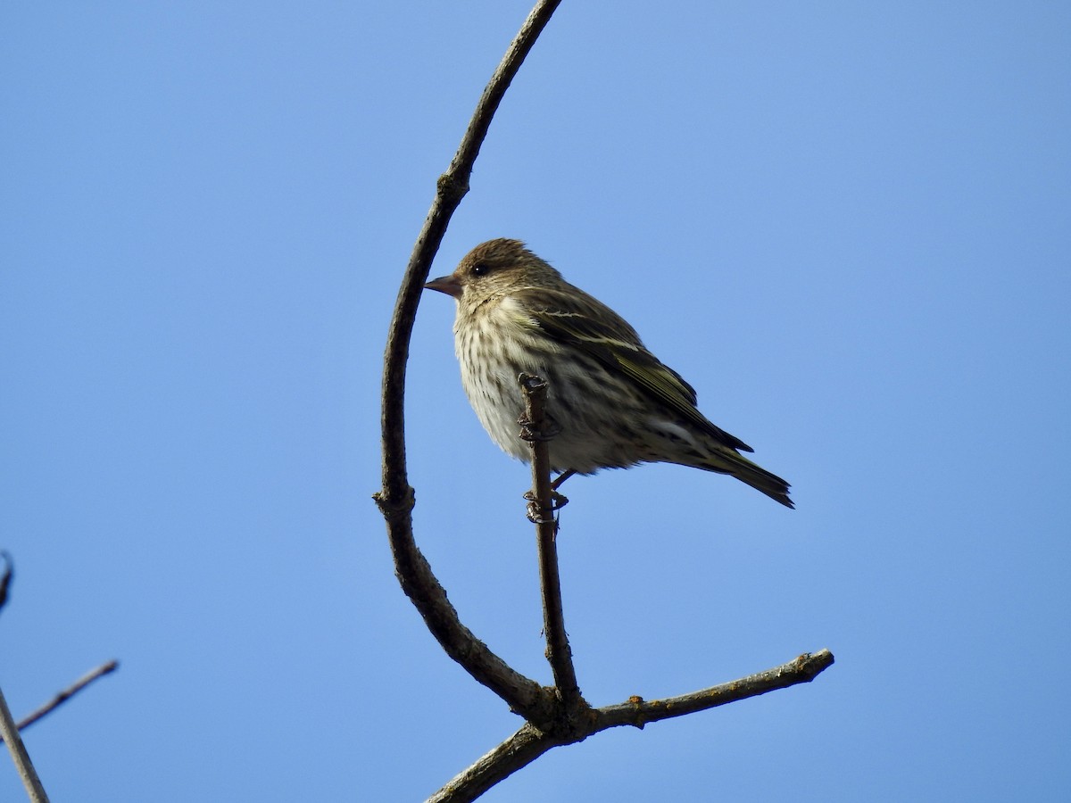 Pine Siskin - ML652774455