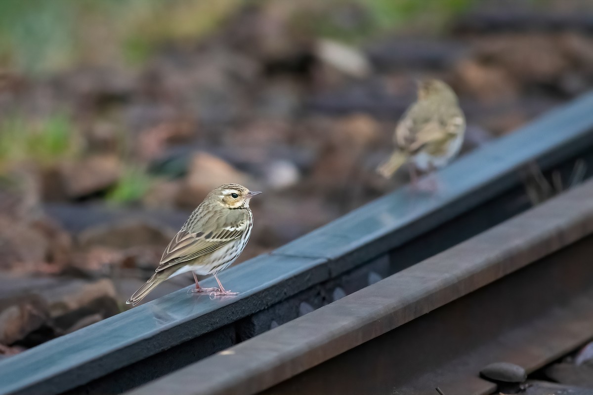 Olive-backed Pipit - ML652774456