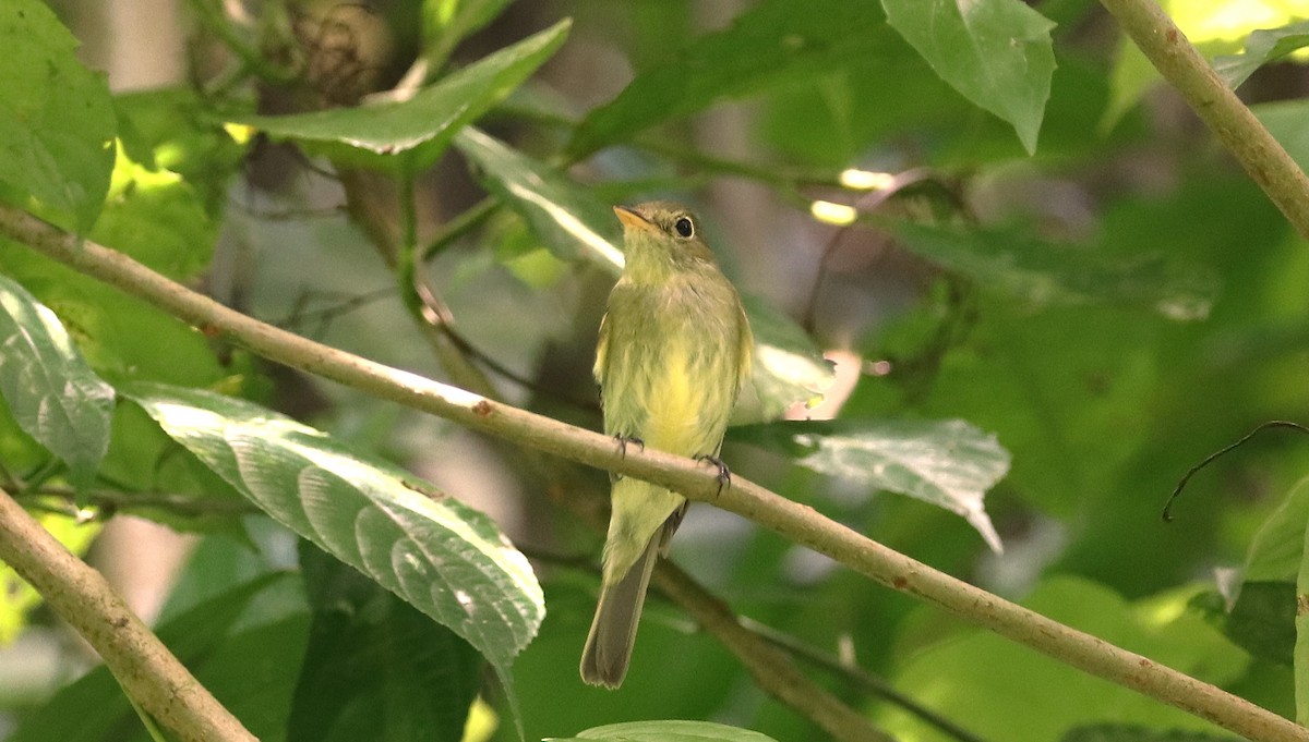 Піві-малюк жовточеревий - ML652774590