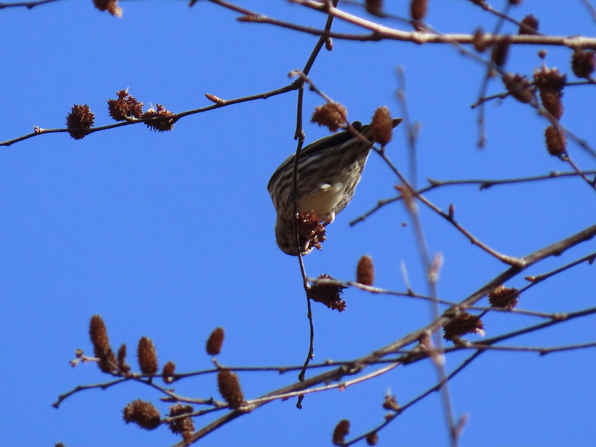Pine Siskin - ML652774883