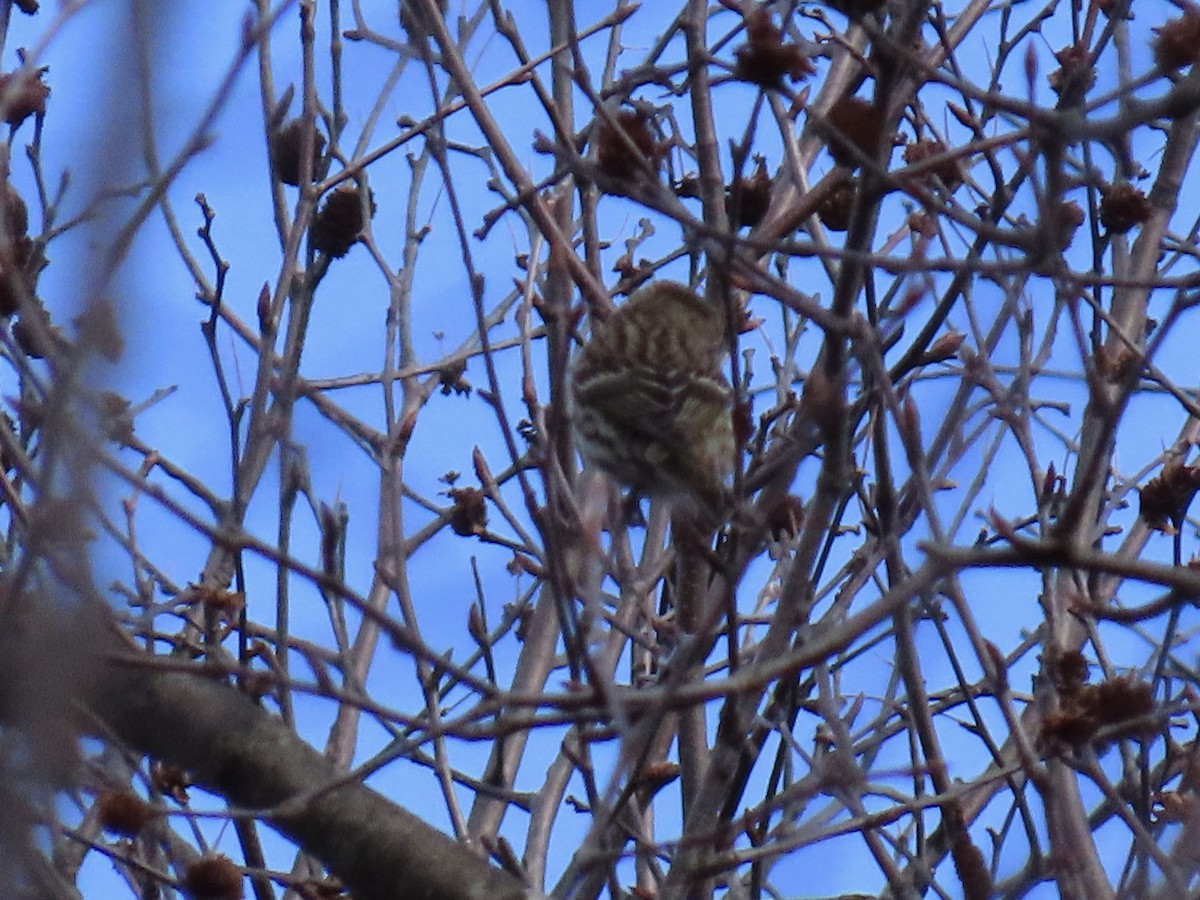 Pine Siskin - ML652774887