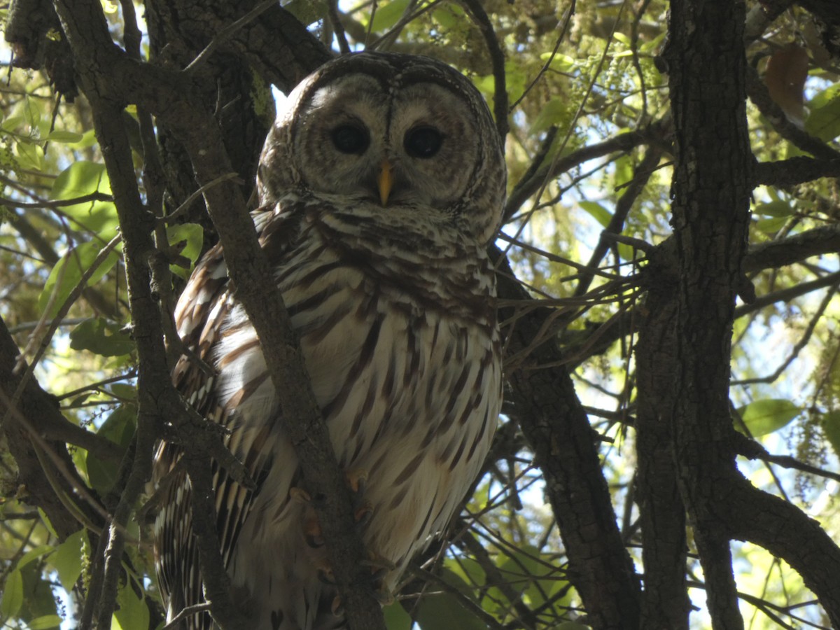Barred Owl - ML652774898