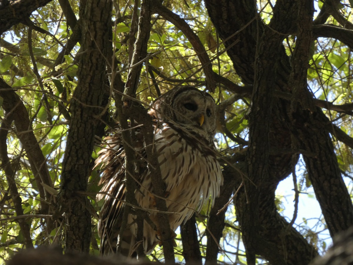 Barred Owl - ML652774899