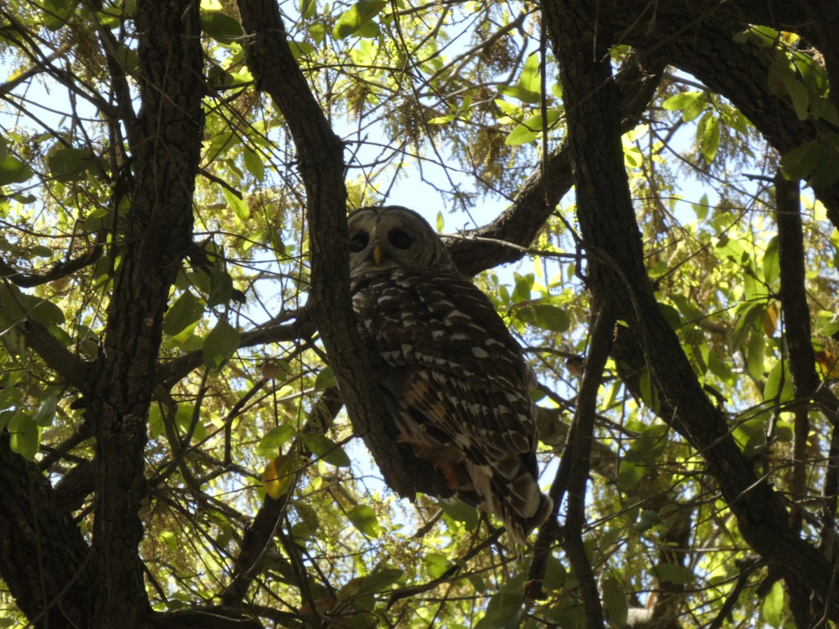 Barred Owl - ML652774900