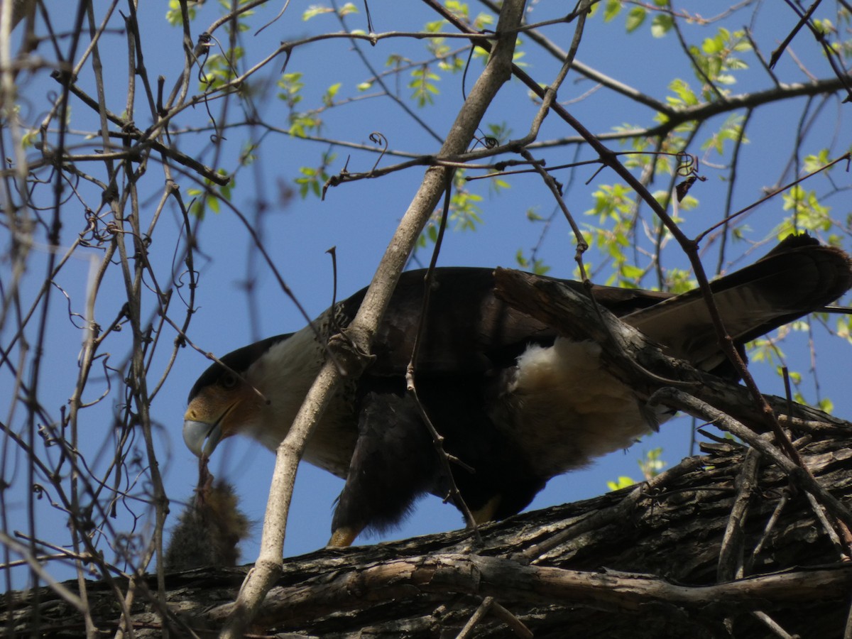 Crested Caracara - ML652774910