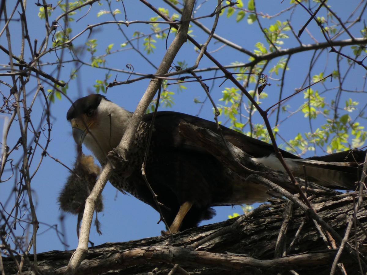 Crested Caracara - ML652774911