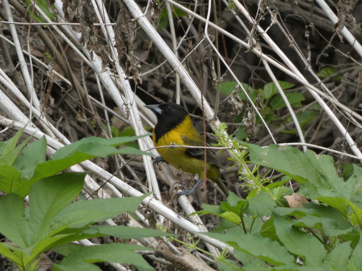 Audubon's Oriole - ML652774926