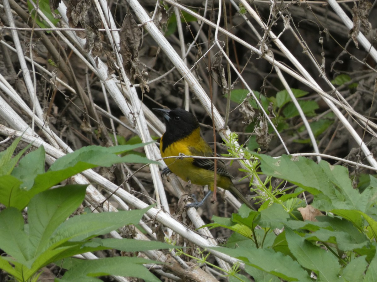 Audubon's Oriole - ML652774927