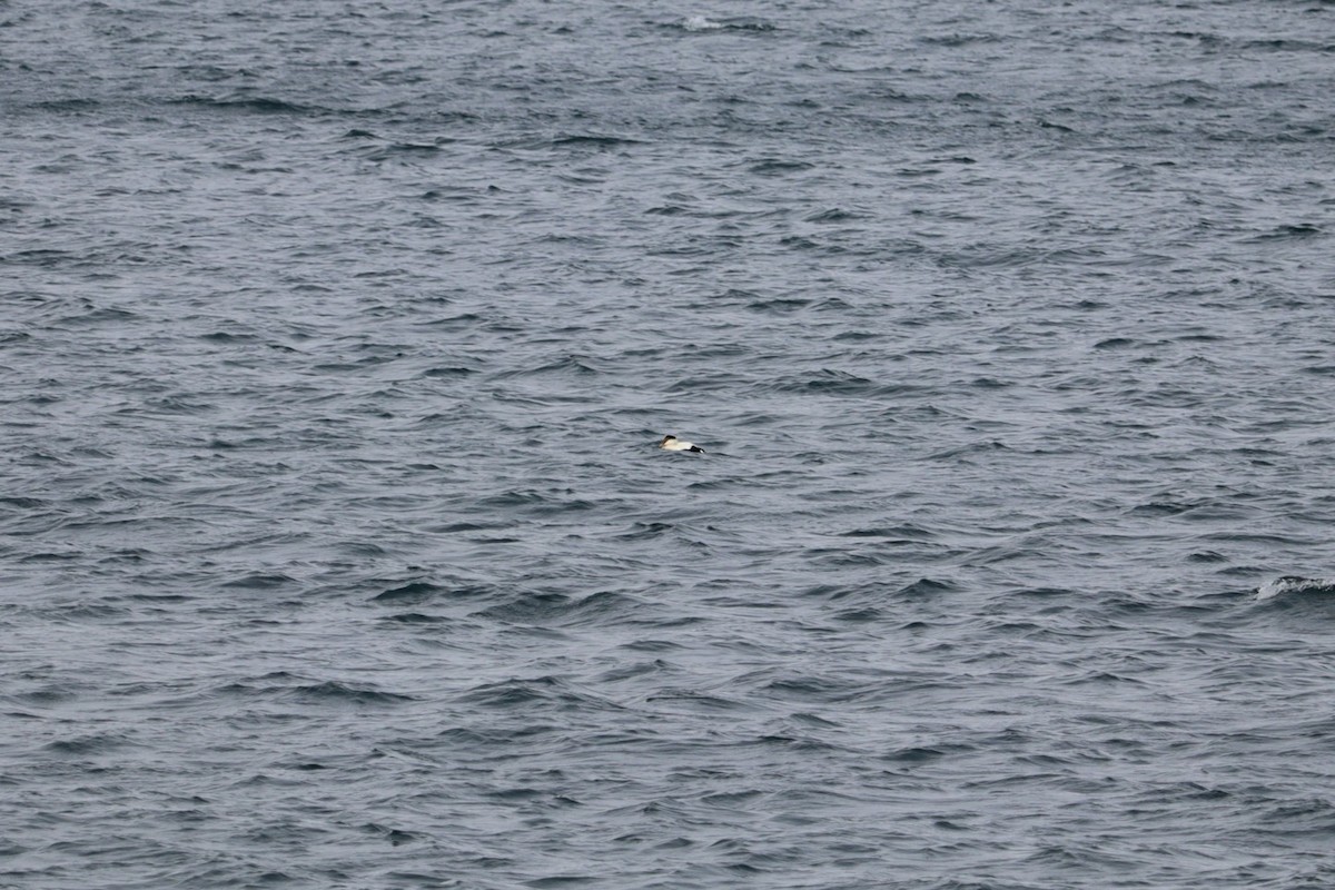 Éider Común - ML652774980