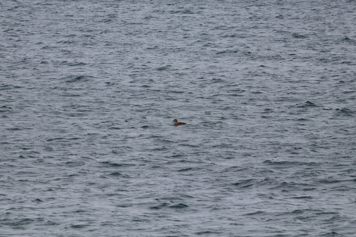 Éider Común - ML652774981