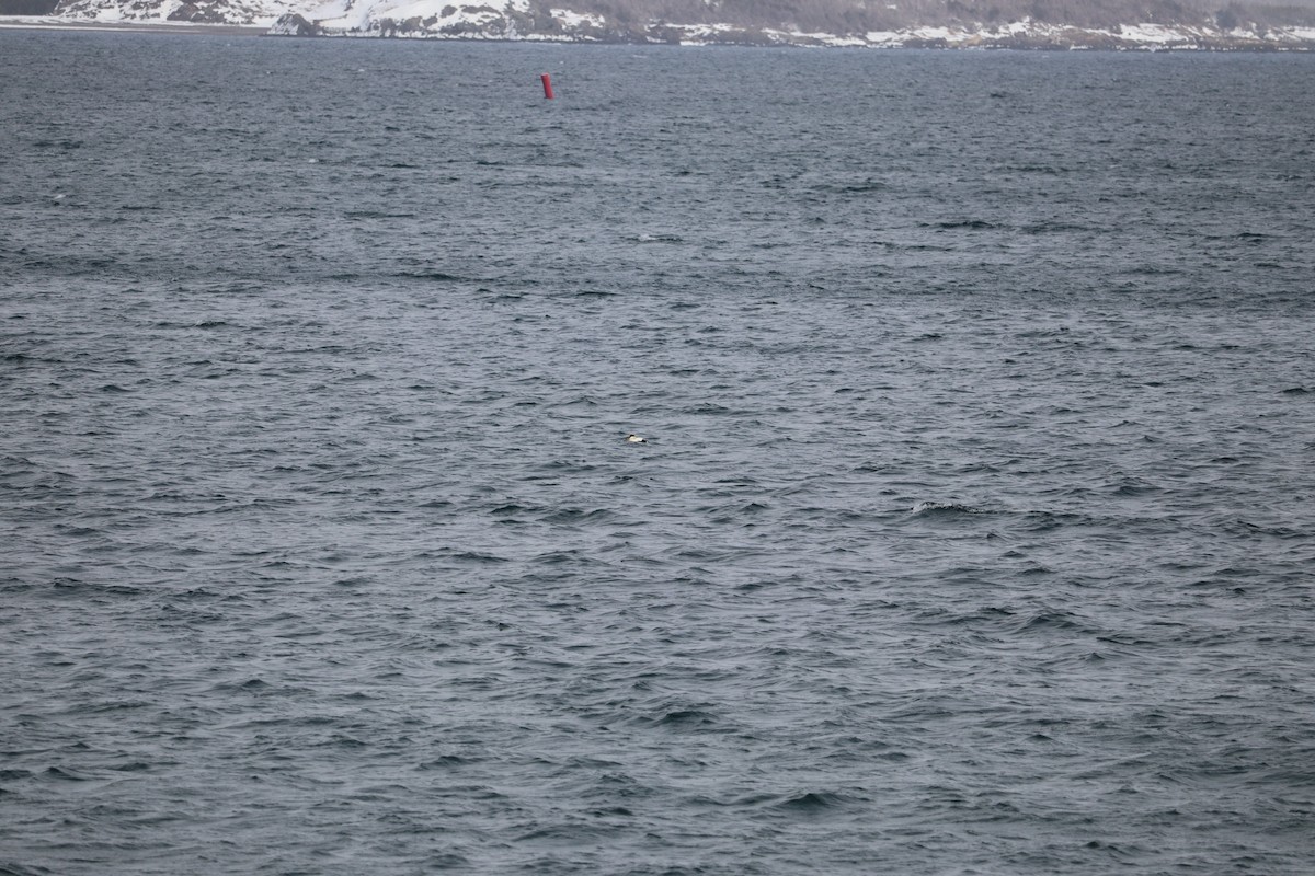 Éider Común - ML652774982