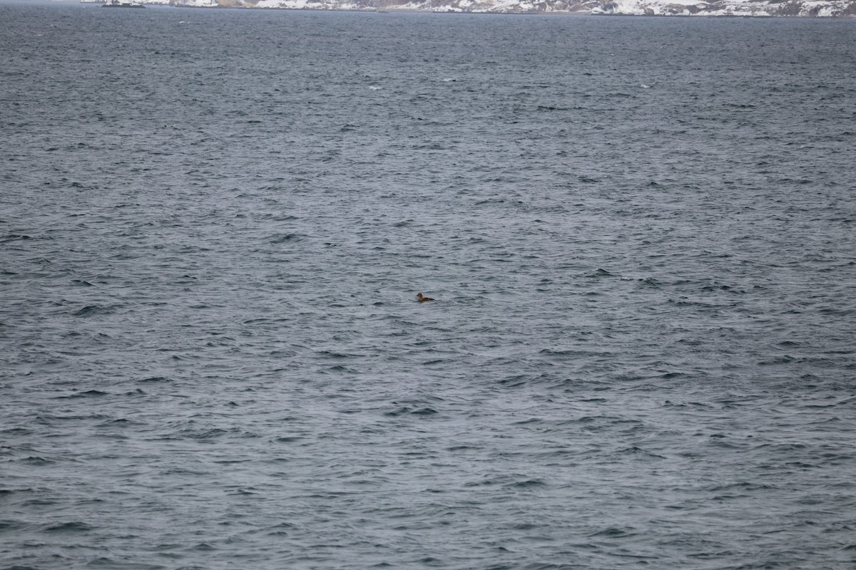 Éider Común - ML652774983