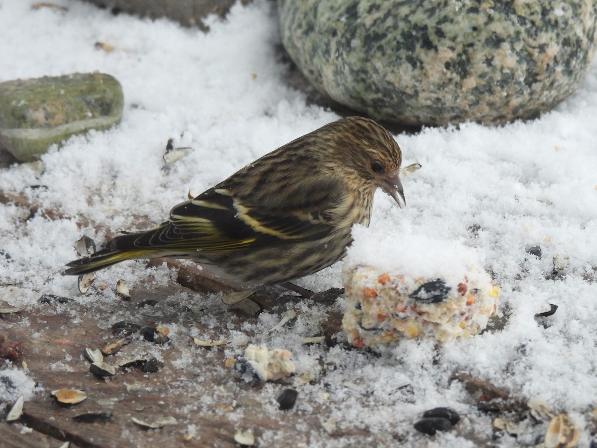 Pine Siskin - ML652775009