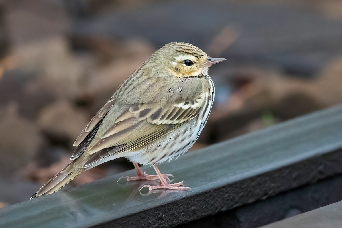 Olive-backed Pipit - ML652775013