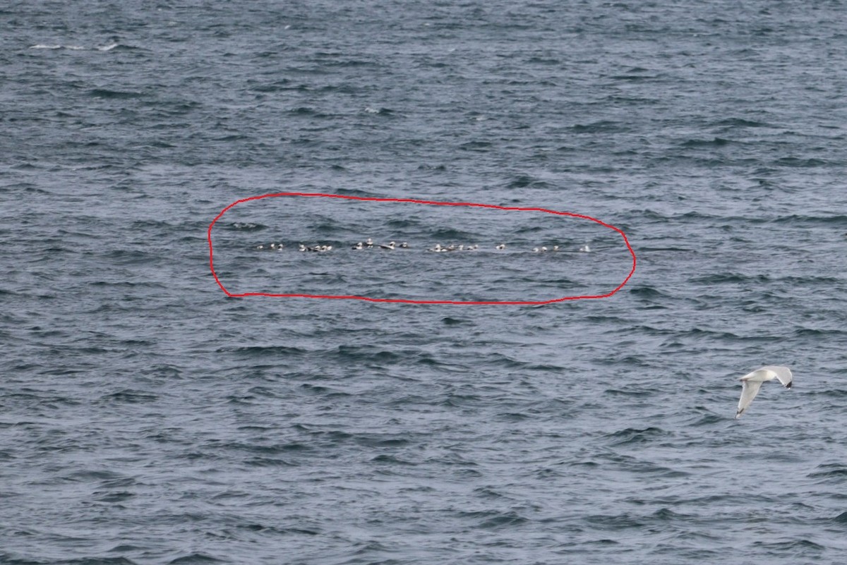 Pato Havelda - ML652775145