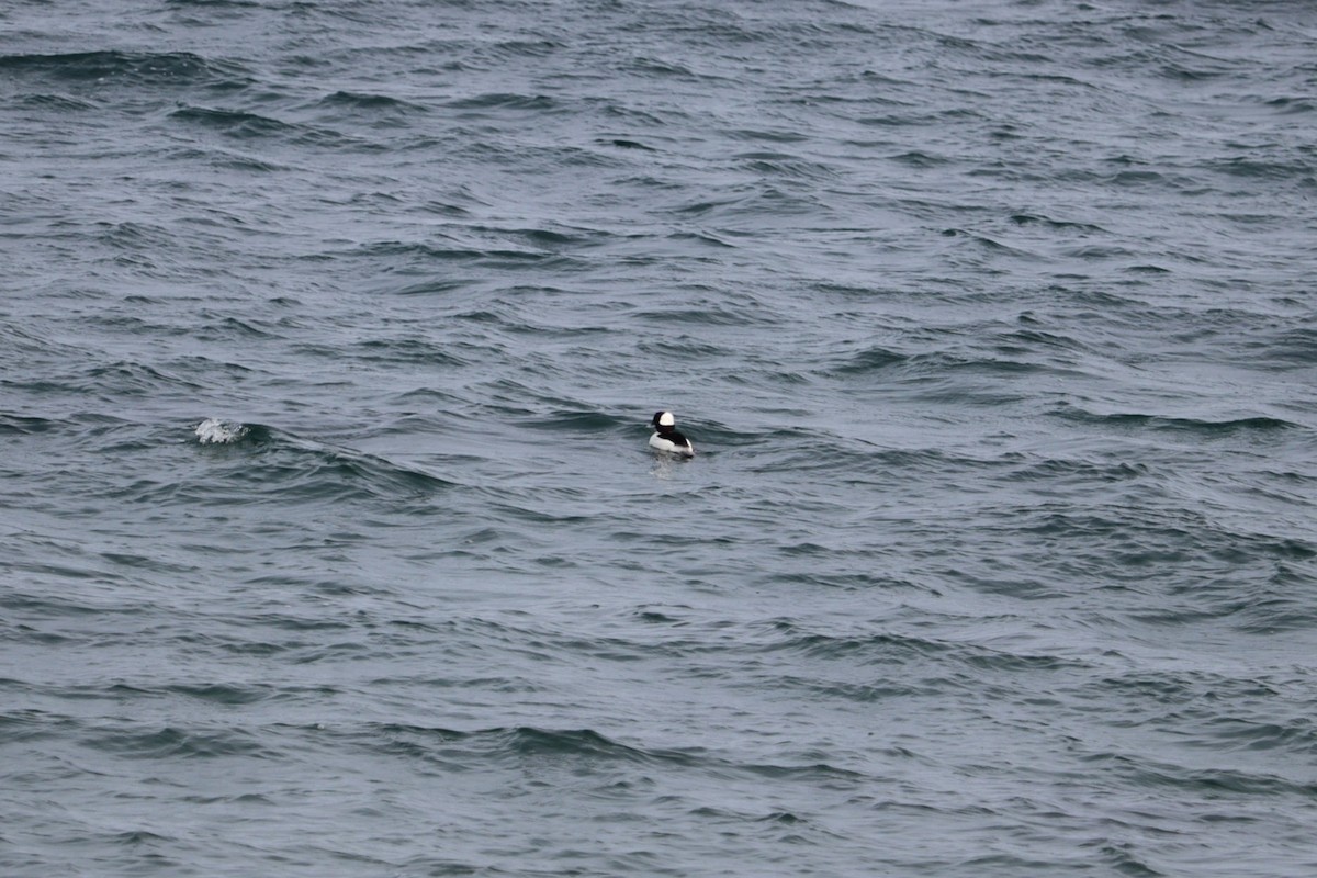 Porrón Albeola - ML652775194