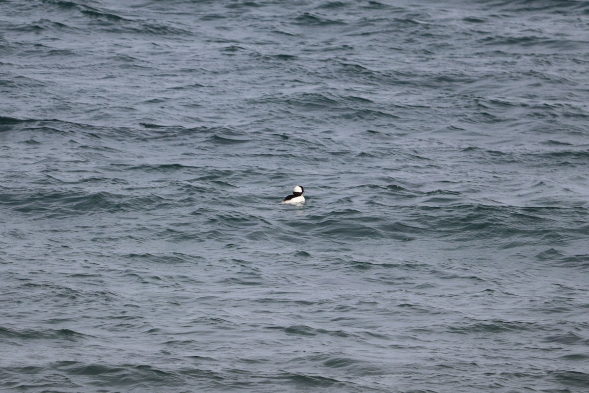 Porrón Albeola - ML652775195