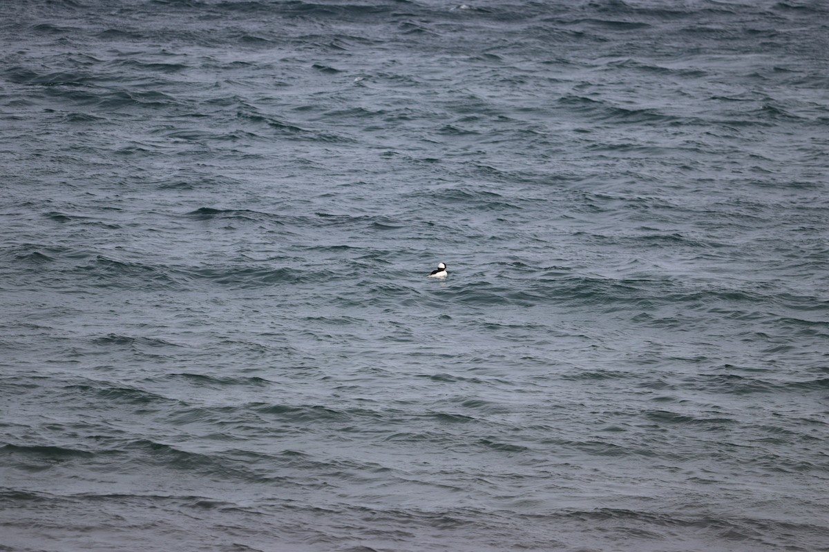 Porrón Albeola - ML652775196