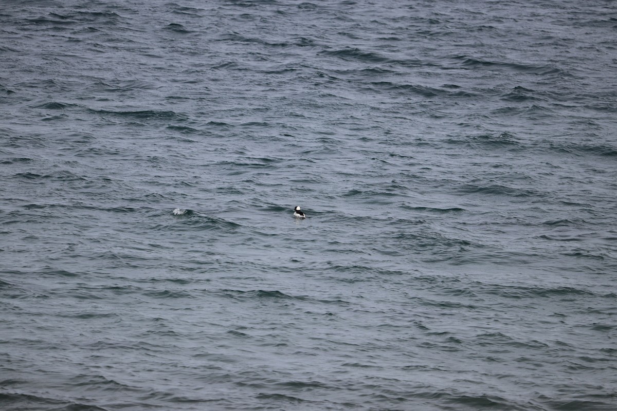 Porrón Albeola - ML652775197