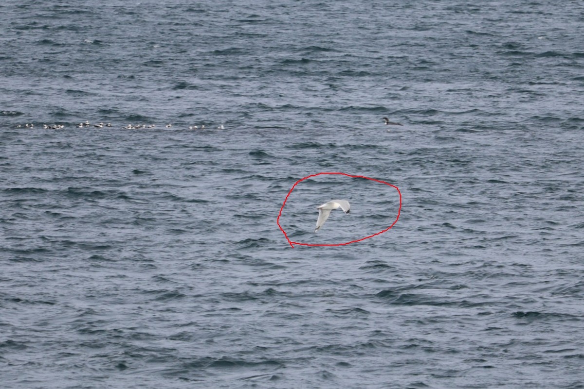 Gaviota Argéntea Americana - ML652775253