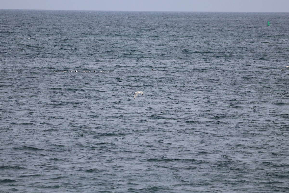 Gaviota Argéntea Americana - ML652775254