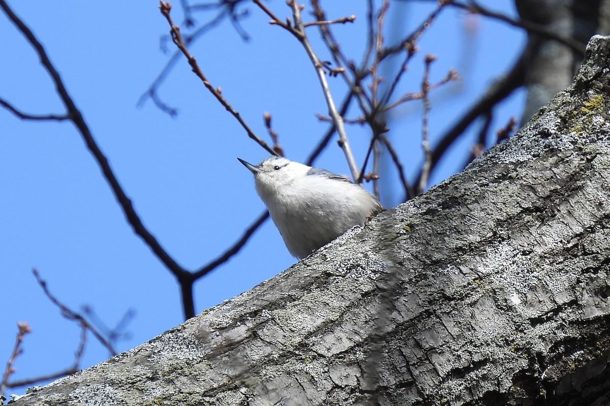 Sittelle à poitrine blanche - ML652775303
