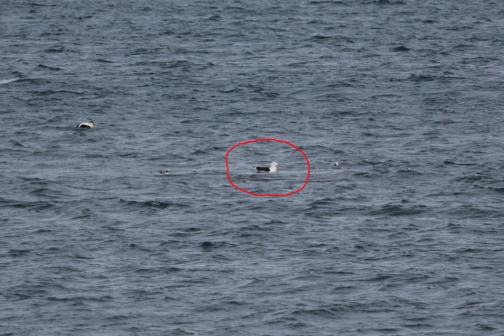 Gavión Atlántico - ML652775419