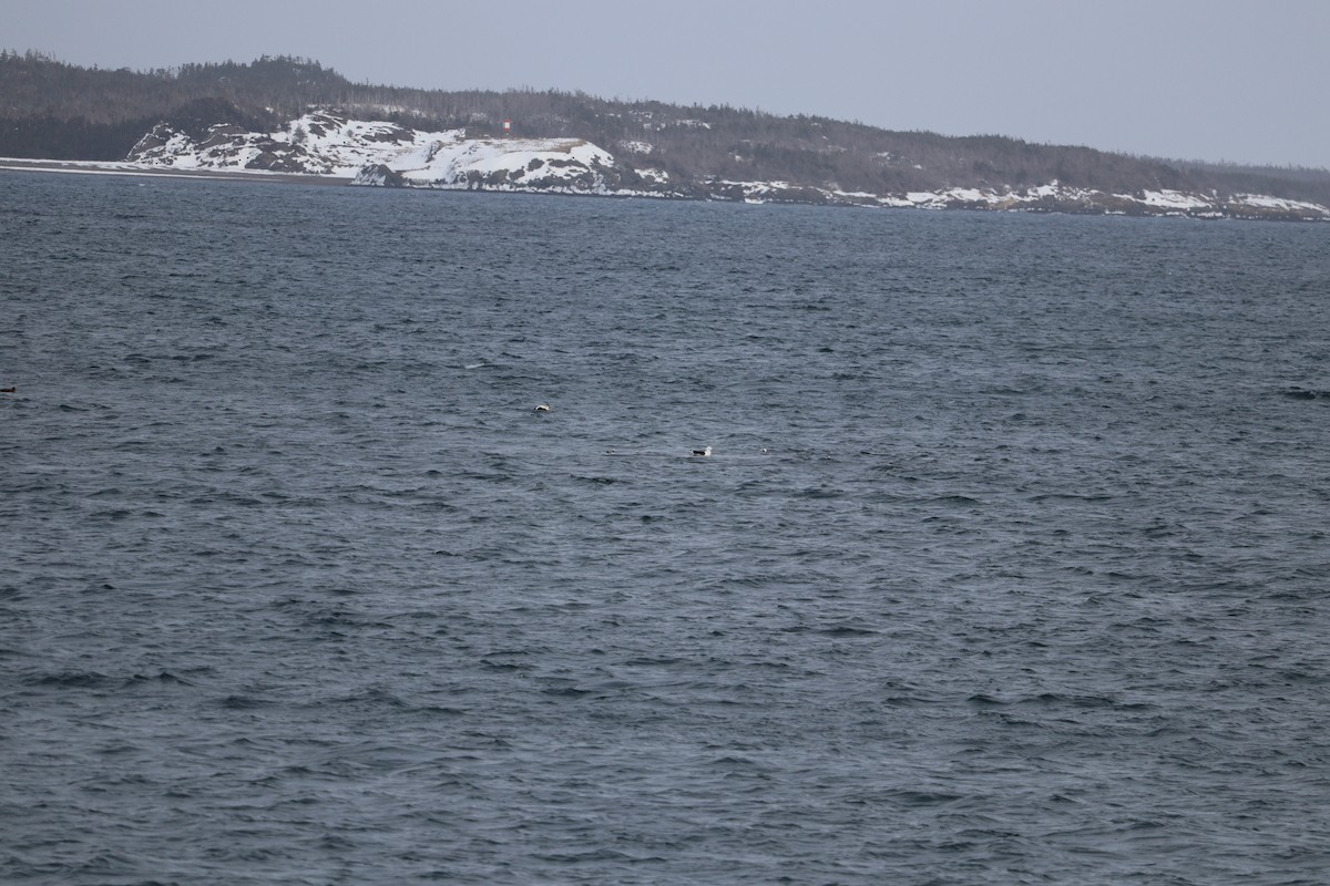 Gavión Atlántico - ML652775420