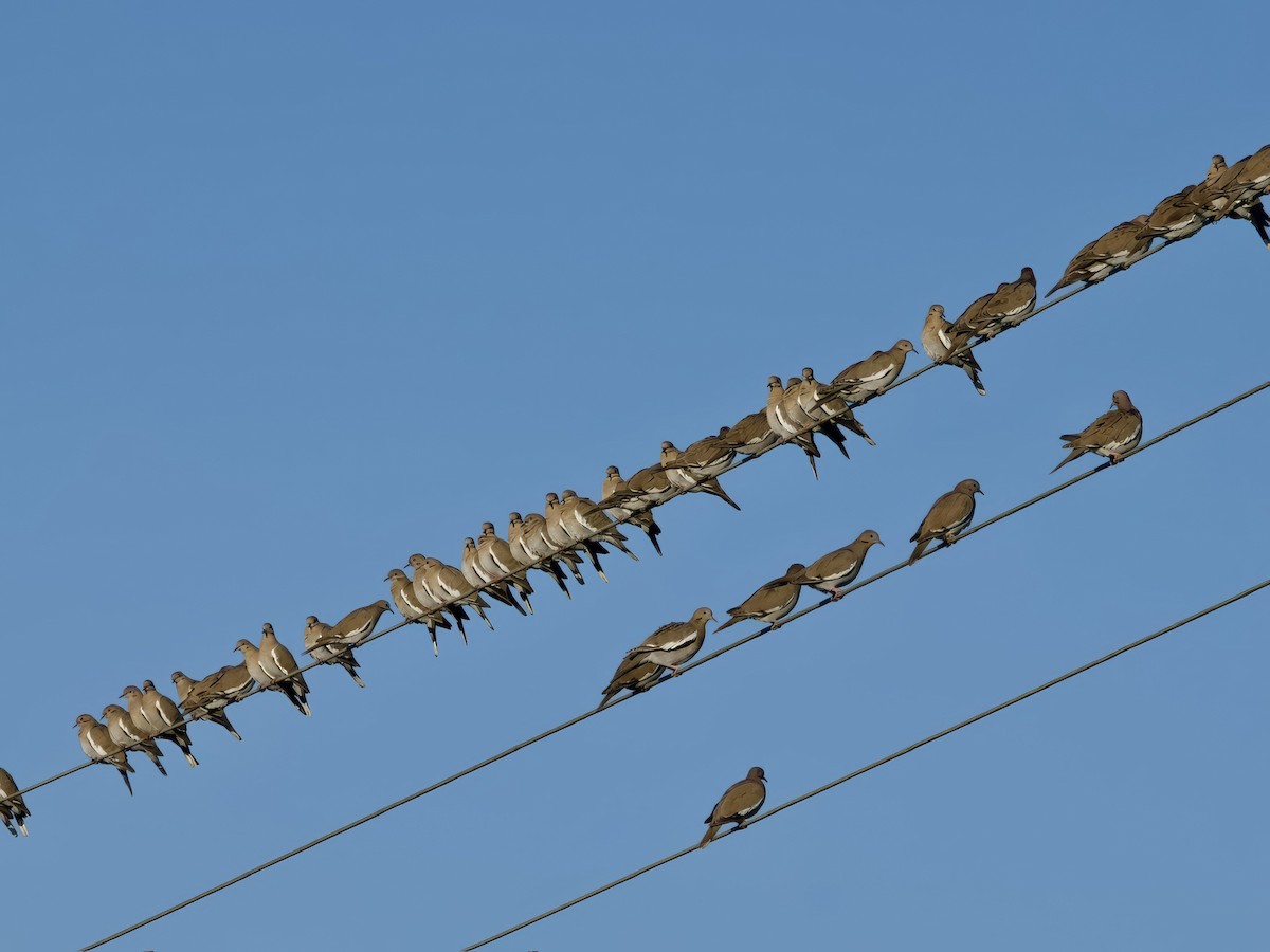 Зенаїда білокрила - ML652775438