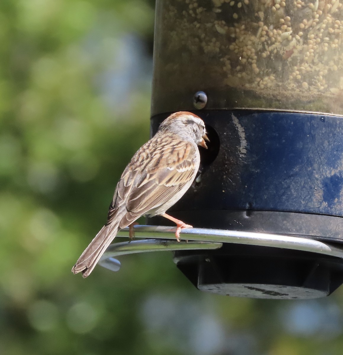 Карнатка білоброва - ML652775532