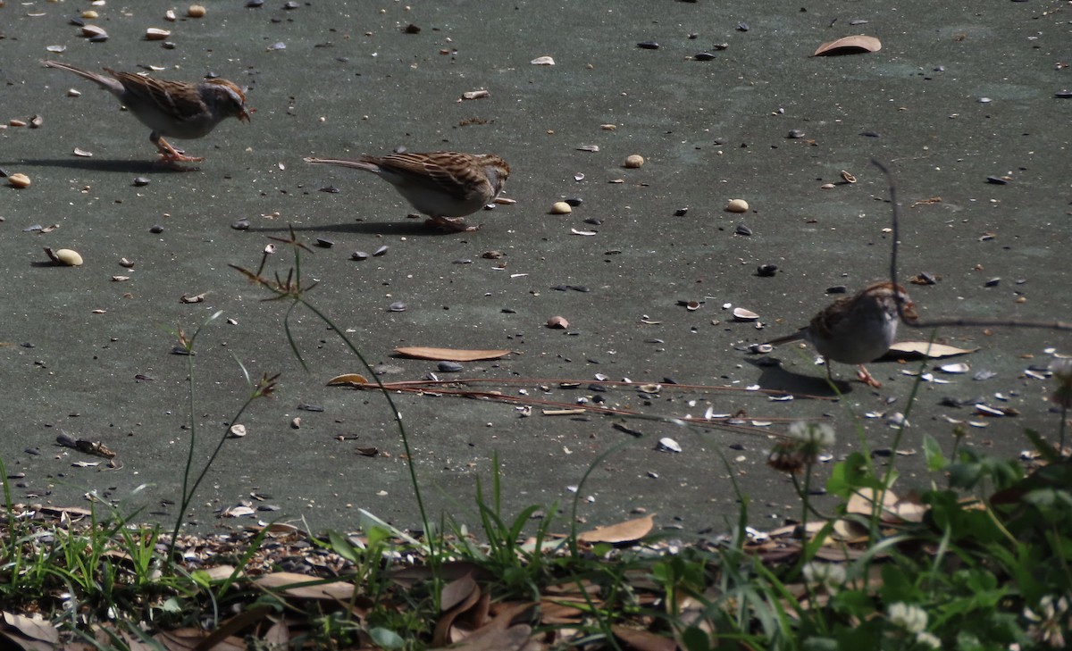 Карнатка білоброва - ML652775533