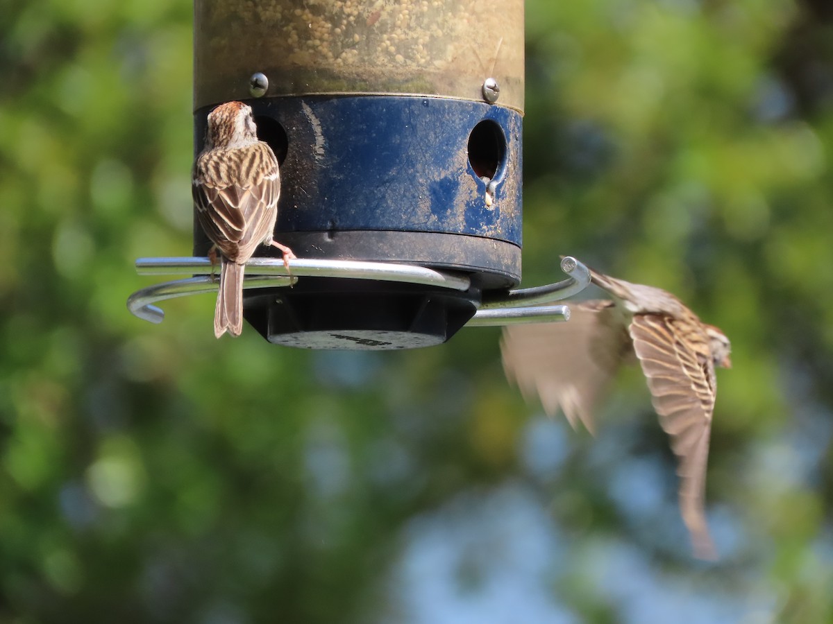 Карнатка білоброва - ML652775534