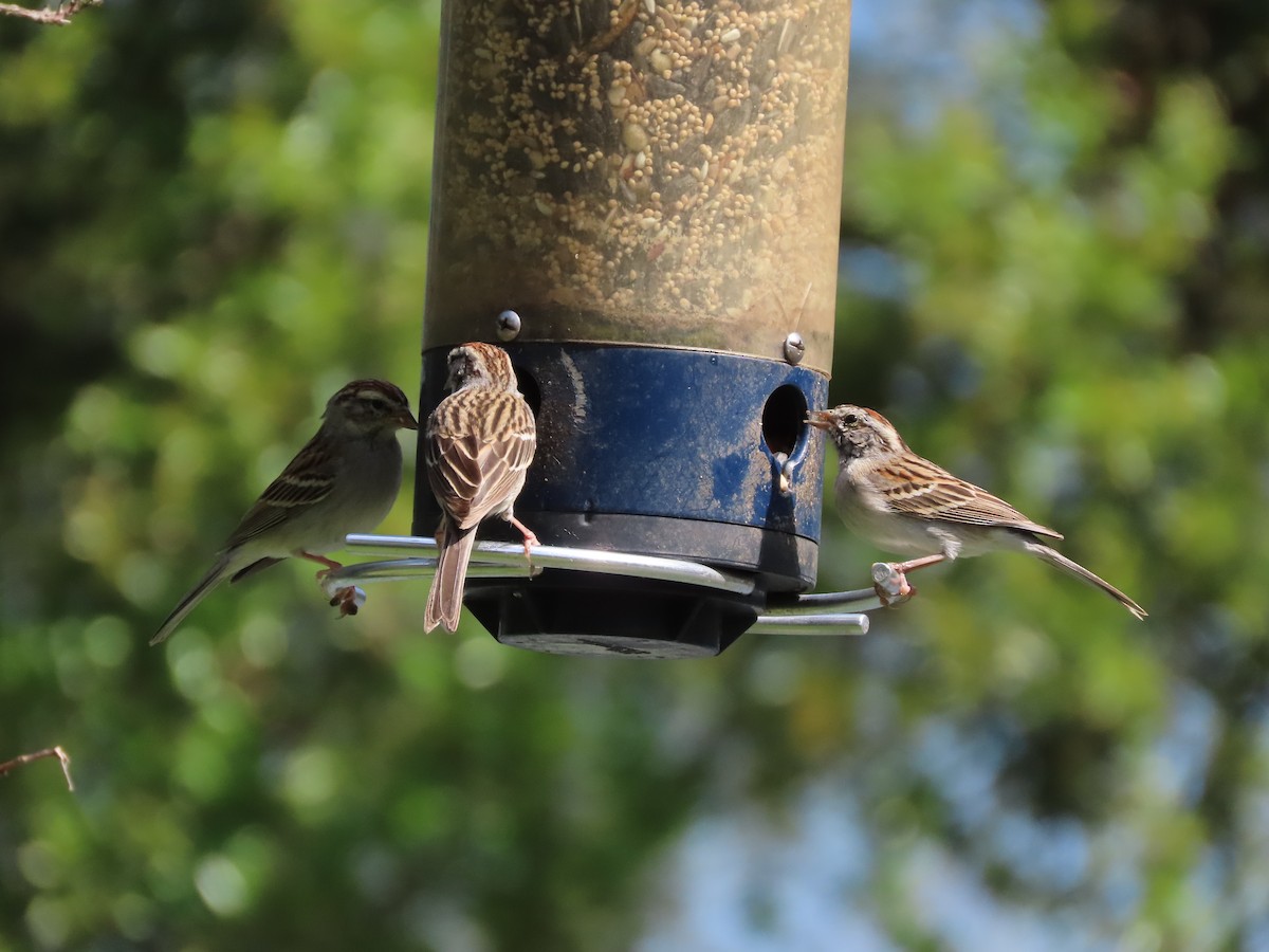 Карнатка білоброва - ML652775535